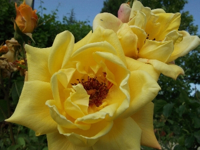 Flower flowering plant julia child rose petal Photo