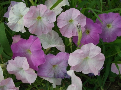 Flowers flower wild sweet potato flowering plant Photo