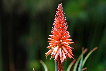 Flower flowering plant torch lily Photo