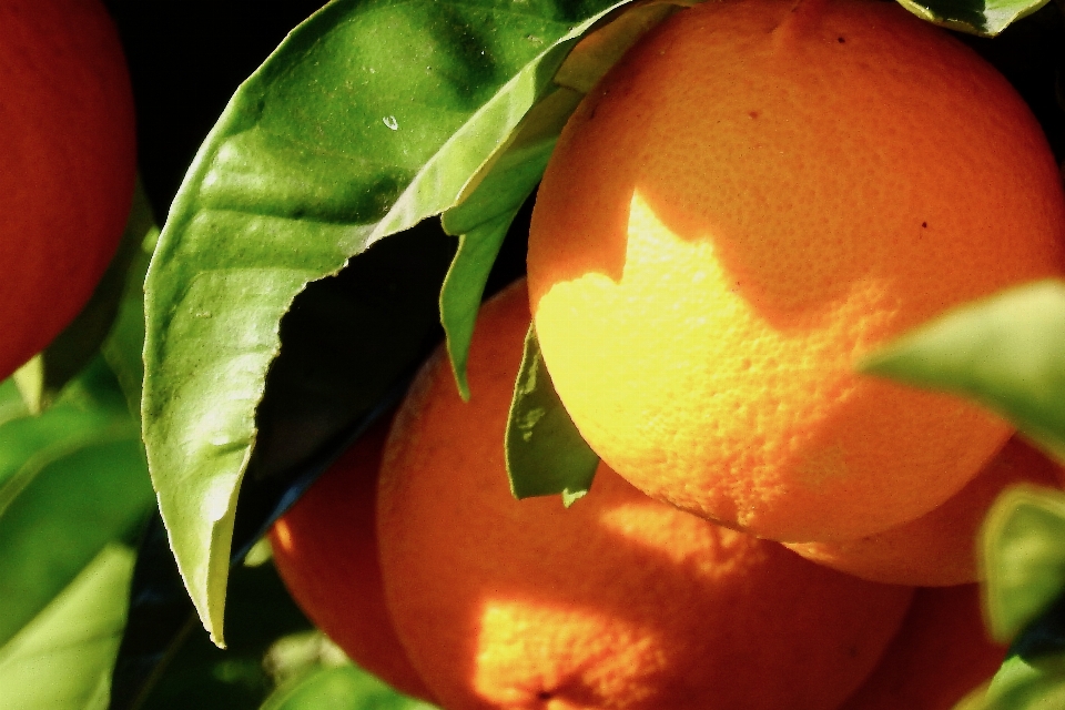 Laranjas laranja fruta tangerina
