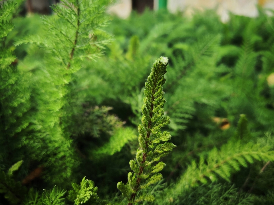 Nature vegetation plant terrestrial