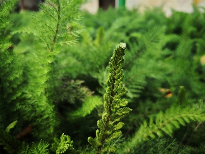 Nature vegetation plant terrestrial Photo