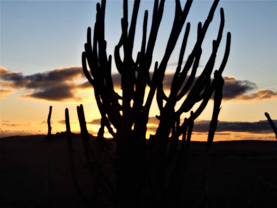 Natur himmel sonnenuntergang saguaro
