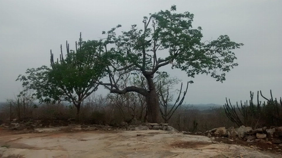 Pohon tanaman berkayu
 fenomena atmosfer
