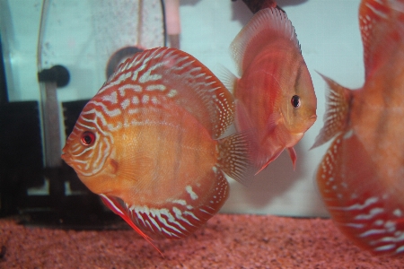 Foto Pescare biologia marina
 organismo acquario d'acqua dolce
