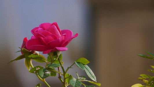 Blume blühende pflanze
 blütenblatt rosa Foto