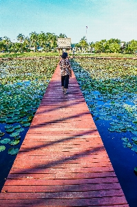 美しさ ホール ロータス 美しい 写真