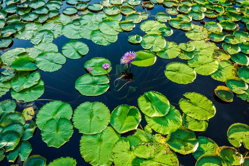 Beauty hall lotus beautiful