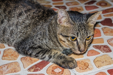 Small fur young isolated Photo