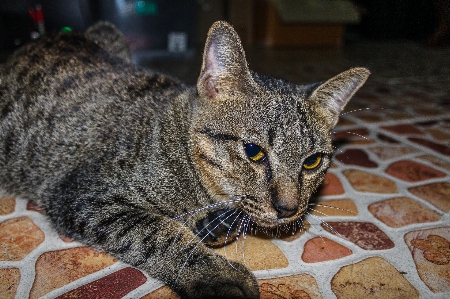 Small fur young isolated Photo