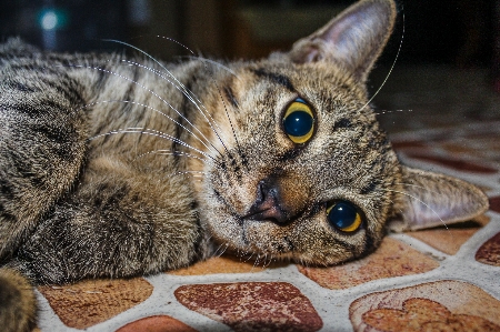 Small fur young isolated Photo