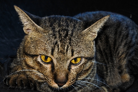 Small fur young isolated Photo