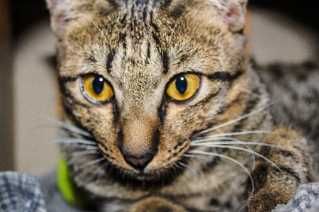 Small fur young isolated Photo