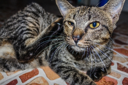 Small fur young isolated Photo