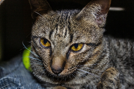 Small fur young isolated Photo