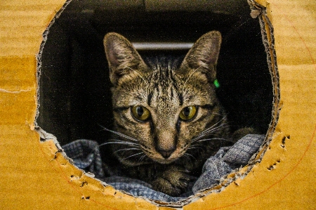 Small fur young isolated Photo