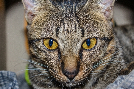 Small fur young isolated Photo