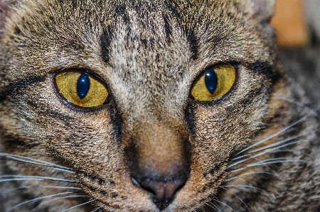 Small fur young isolated Photo