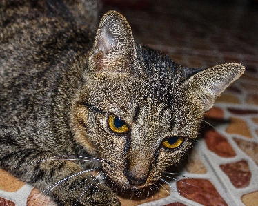 Small fur young isolated Photo