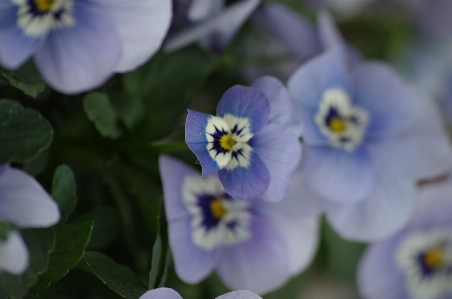 花 春 咲く バイオレット 写真