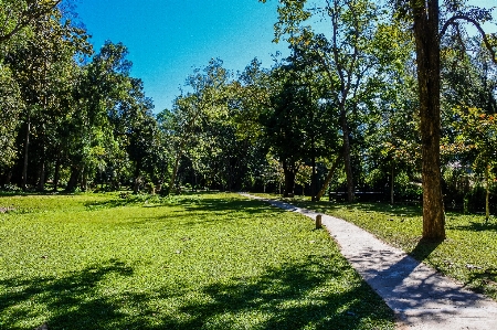 Pond forest mirror bright Photo