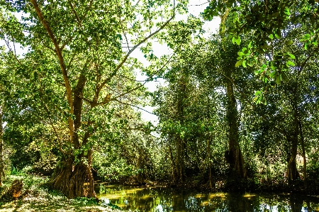 Pond forest mirror bright Photo