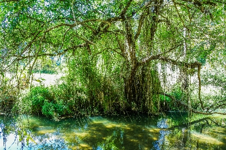 Pond forest mirror bright Photo