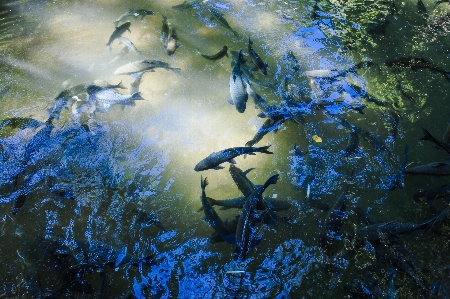 Pond forest mirror bright Photo