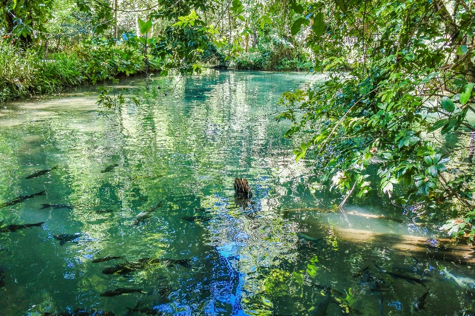 Pond forest mirror bright