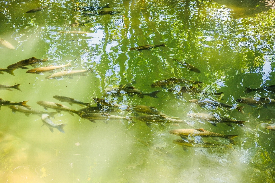 Pond forest mirror bright