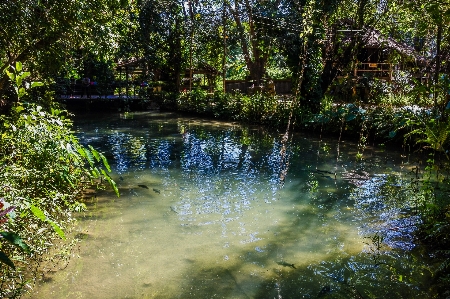 Pond forest mirror bright Photo