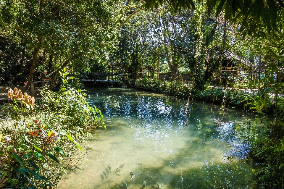 Pond forest mirror bright