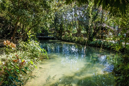 Pond forest mirror bright Photo