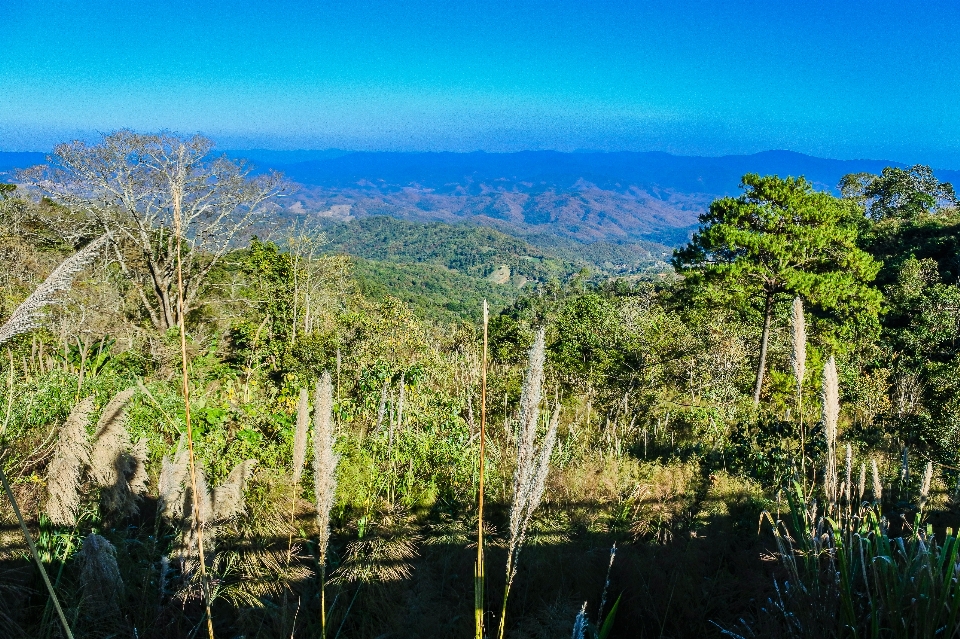 Foresta montagne panoramico turismo