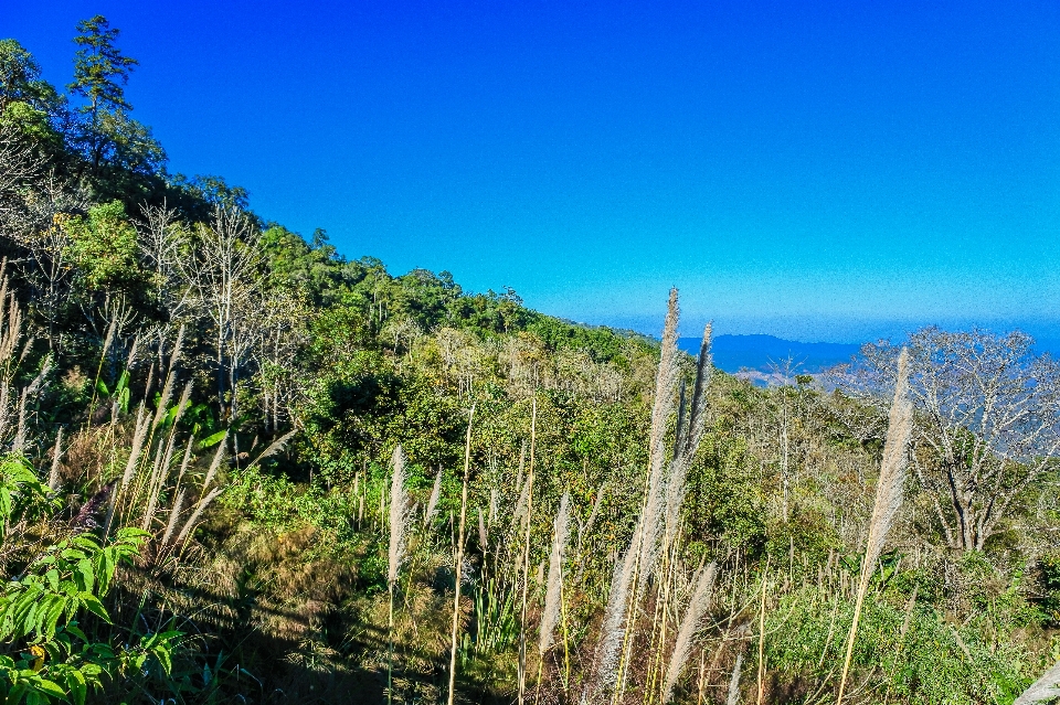 Forest mountains panoramic tourism