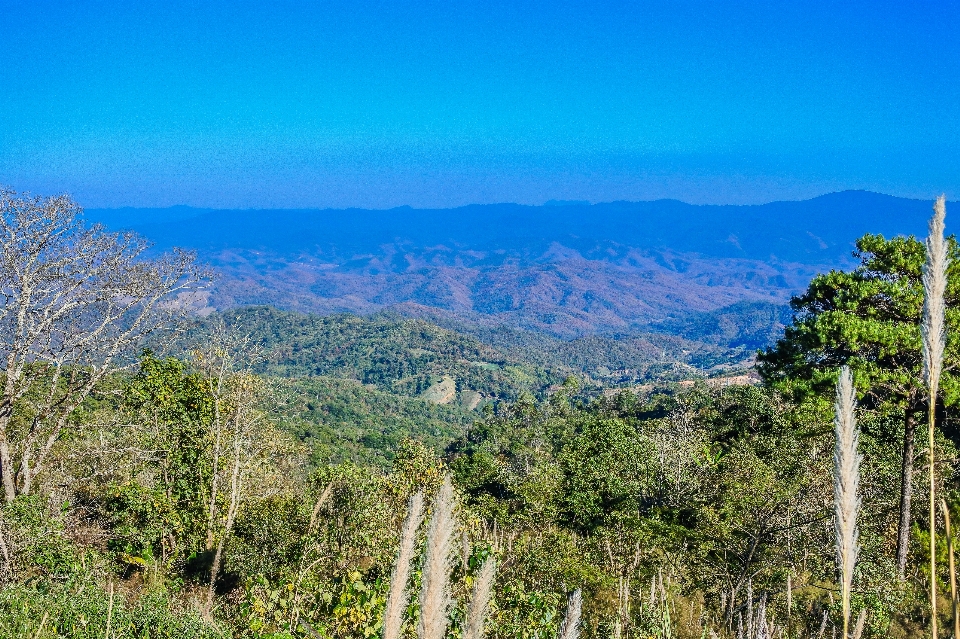 Foresta montagne panoramico turismo