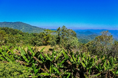 Forest sunrise huai traveler Photo