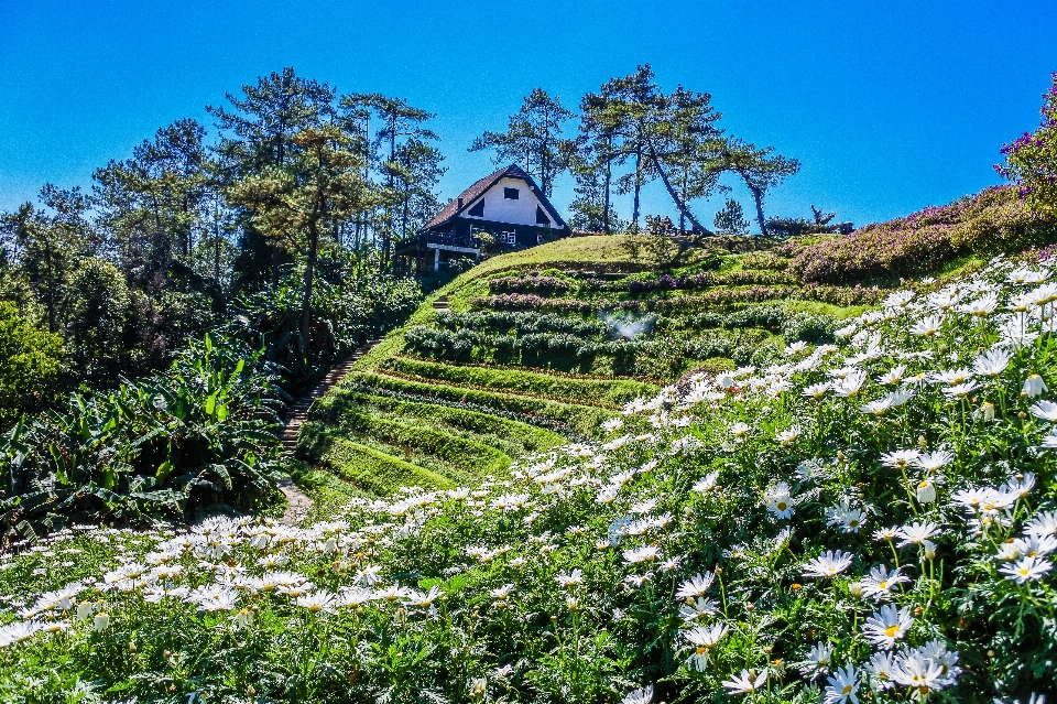 Hutan matahari terbit huai
 wisatawan