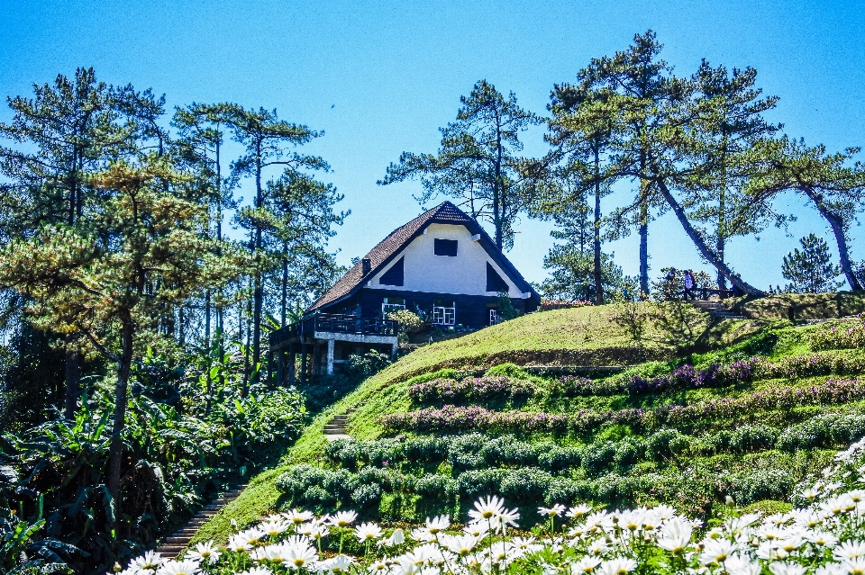 森 日の出 淮
 旅行者