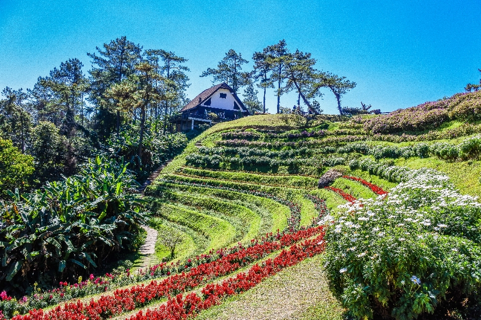 Hutan matahari terbit huai
 wisatawan