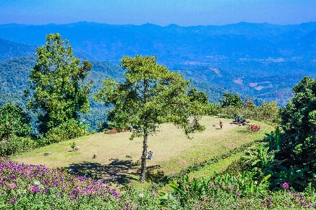 Forest sunrise huai traveler Photo