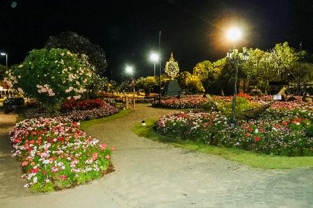 Castle dusk flora scenic Photo