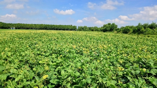 Zdjęcie Natura pole uprawa gotówkowa
 przyciąć