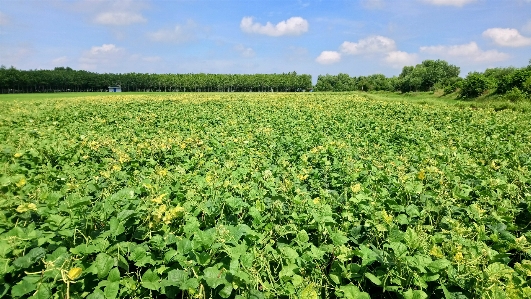 Zdjęcie Natura uprawa gotówkowa
 przyciąć pole