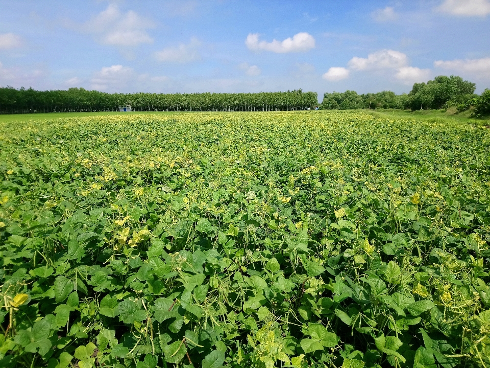 Natur ernte geldernte
 feld