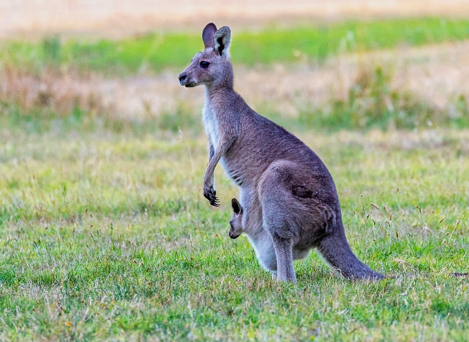 Animale animali selvatici canguro mammifero