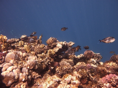 Fish reef coral underwater Photo