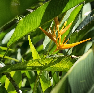 Thailand flower tropics trees Photo