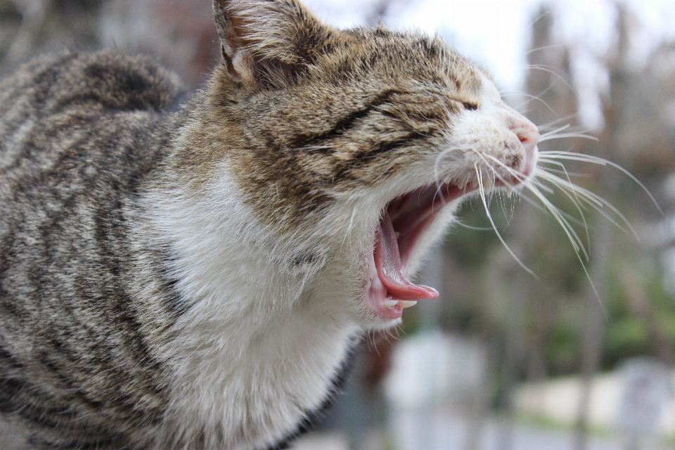 Gato bigotes
 mamífero félidos
