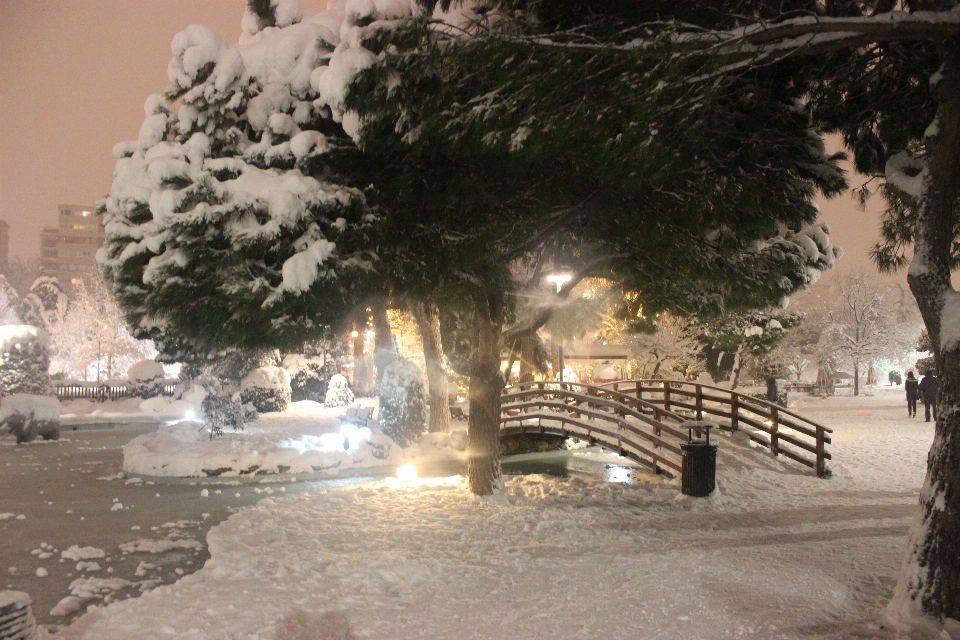 Winter schnee baum einfrieren